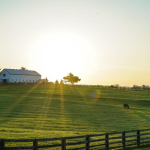 Pursuing a Homestead Hobby Presents a New Lease on (Retired) Life